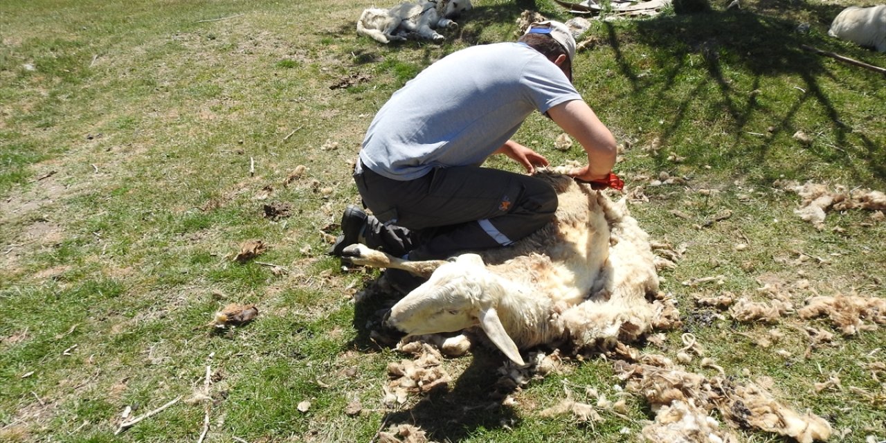 Ankara'da besicilerin koyun kırkma mesaisi sürüyor
