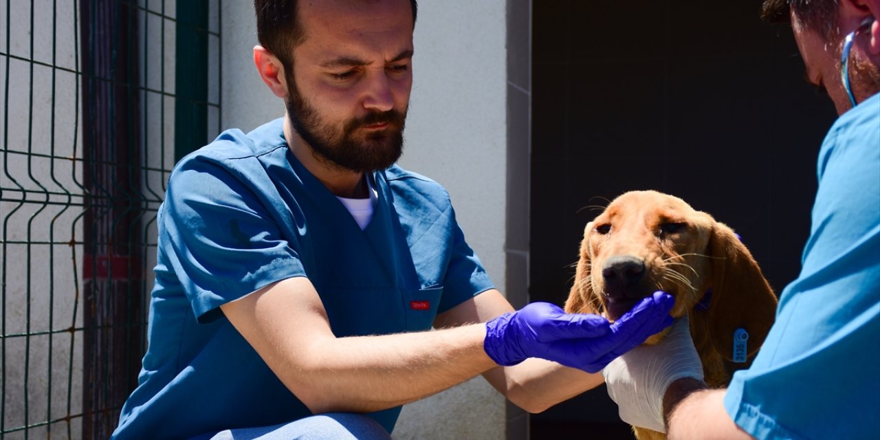 Bilecik'te 2 yılda 3 bin 508 sahipsiz köpek kısırlaştırıldı