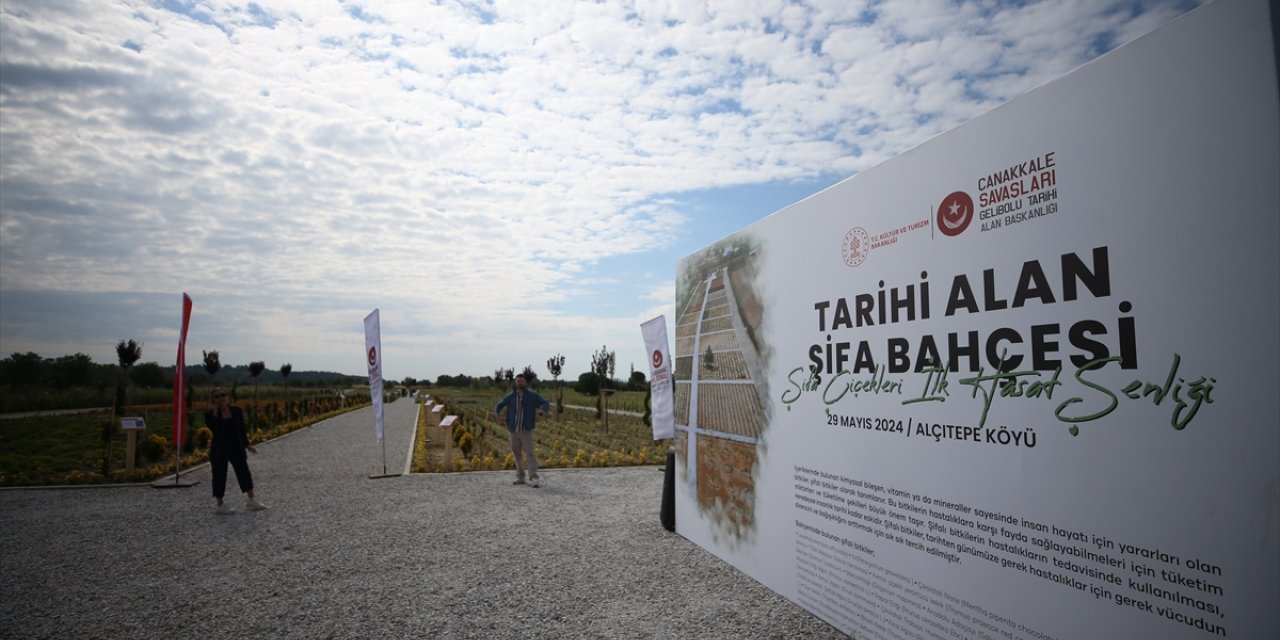 Tarihi Alan'daki "Şifa Bahçesi"nde ilk hasat yapıldı