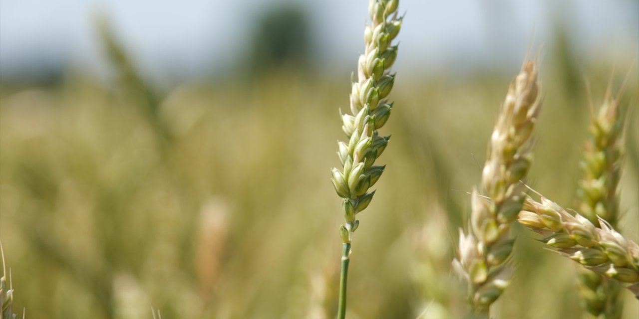 Trakya'da buğdayın gelişimi hasadın bereketli geçeceğine işaret