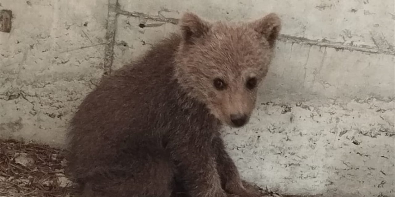 Bolu'da kamp yapan güreş milli takımı sporcuları ayı yavrusunu köpeklerden kurtardı