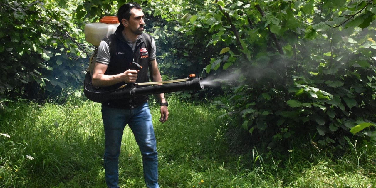 Fındık üreticileri bahçelerde hasat sezonu öncesi hazırlık yapıyor