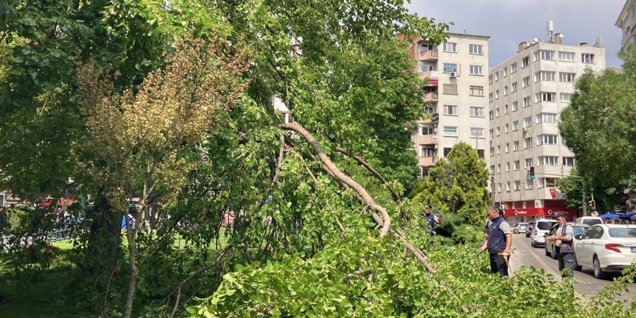 Eskişehir'de dut ağacının kırılan dalları seyir halindeki otomobilin üzerine devrildi