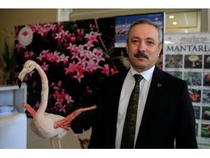 İzmir Kuş Cenneti'nde 20 bin flamingo kuluçkaya yattı