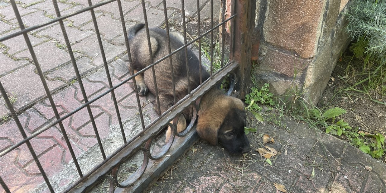Bolu'da başı demir kapıya kafası sıkışan köpek yavrusunu itfaiye kurtardı