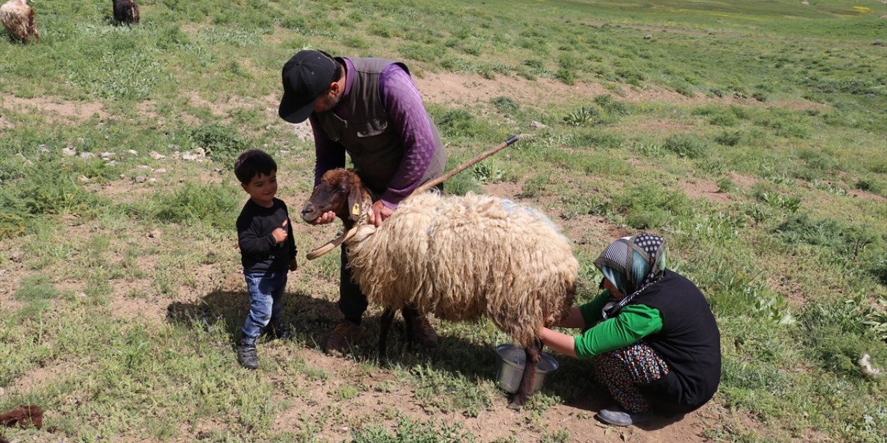 Sürü sahibi kadın, müşterilerinin süt talebine yetişmeye çalışıyor