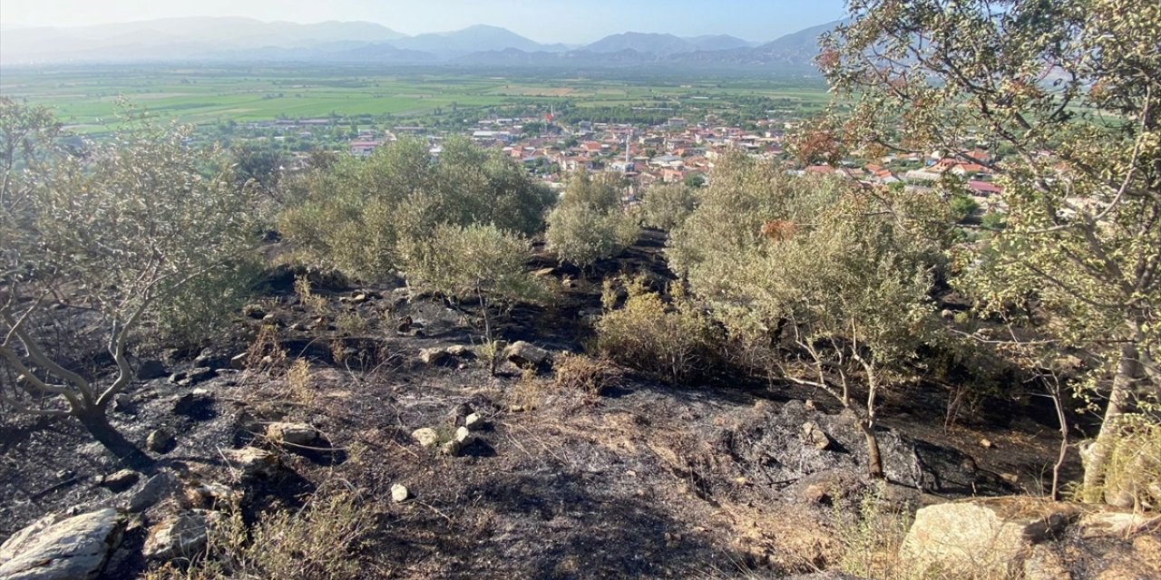 Aydın'da ağılda çıkıp zeytinlik alana sıçrayan yangın söndürüldü