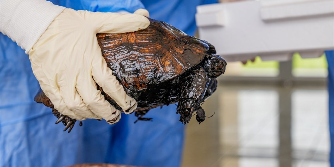 Zifte yapışan kaplumbağalara veterinerler ve öğrencilerden özenli bakım
