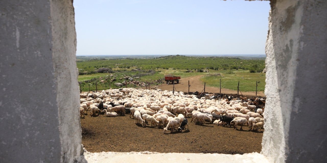 Kırkımcıların Kurban Bayramı öncesi mesaileri arttı