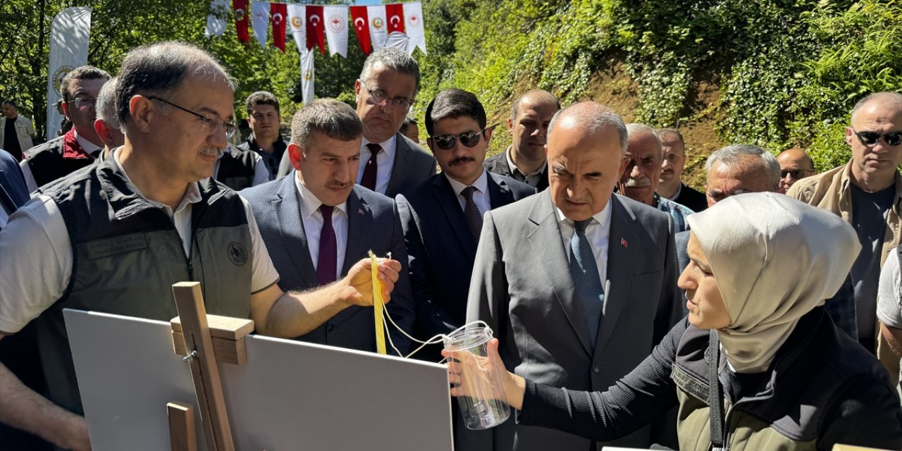 Ordu'da kestane ormanlarına gal arısıyla mücadele için faydalı böcek salındı