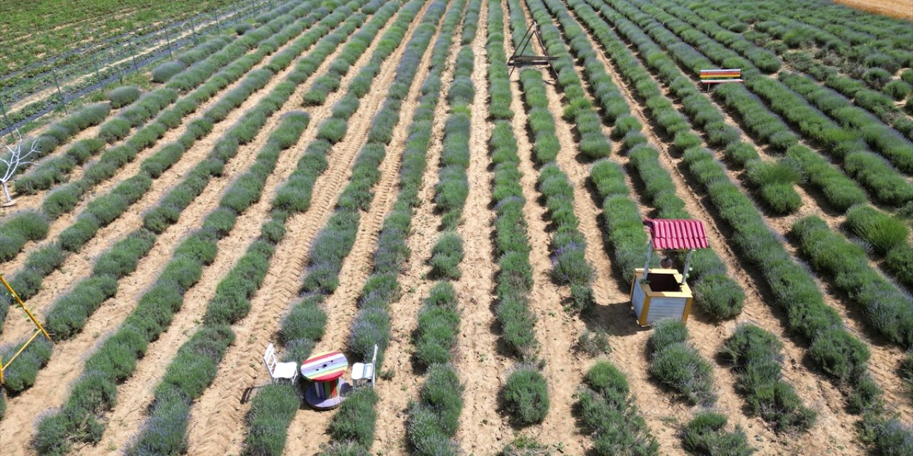 Tekirdağ'ın mor tarlaları yeni sezon için hazırlandı