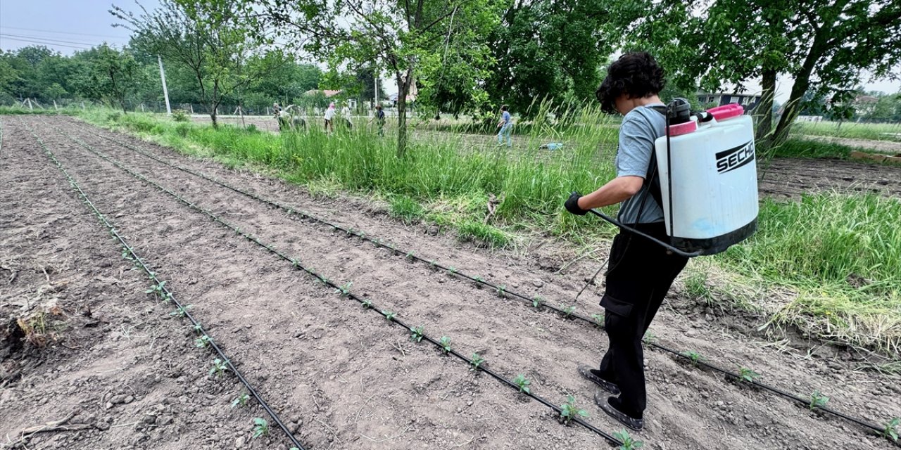 Düzce'de kooperatif kuran kadın girişimciler meyve sebze yetiştiriyor