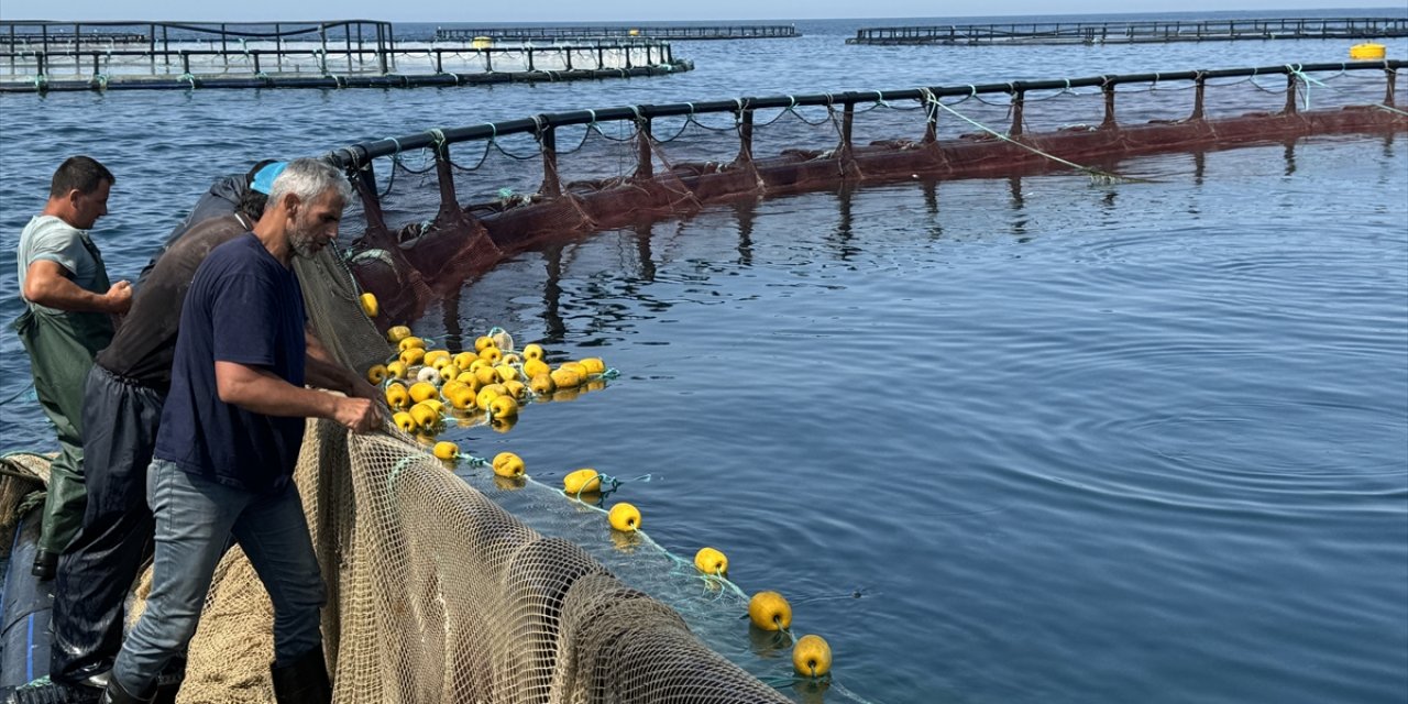 Samsun'da, Karadeniz'de yetiştirilen Türk somonunun hasadına başlandı