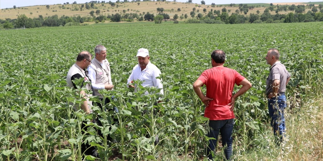 Edirne'de dolunun vurduğu 100 hektarlık alanda hasar tespit çalışması yapıldı