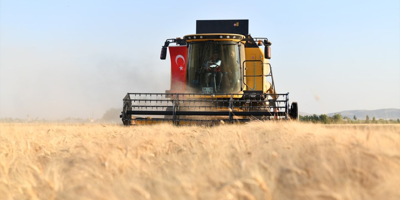 Şanlıurfa'da buğday hasadı başladı