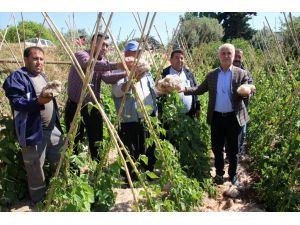 Mersin'de dolu tarım alanlarına zarar verdi