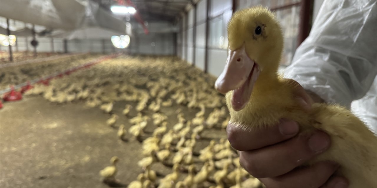 Hobi amaçlı kurduğu çiftlikte yetiştirdiği Pekin ördeğiyle ihracat hedefliyor