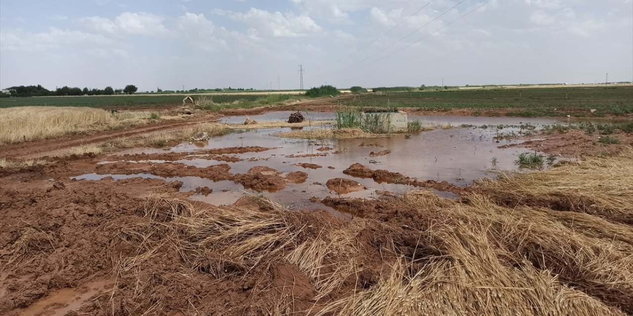 Şanlıurfa'da patlayan borudan sızan sular ekinlere zarar verdi