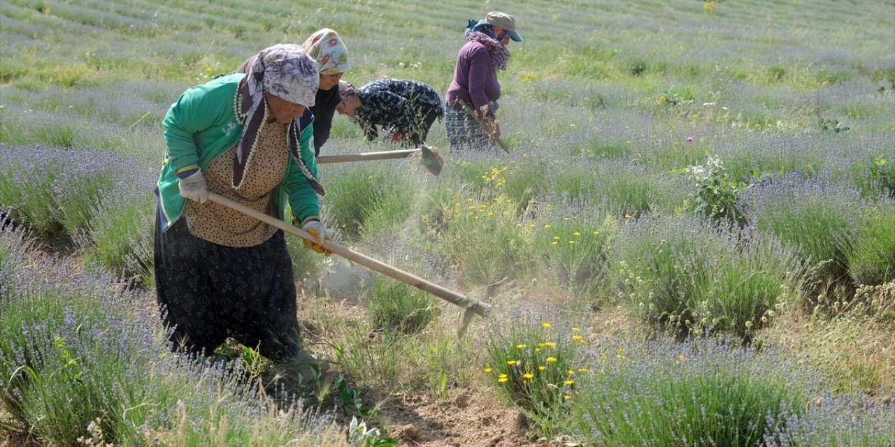 Istranca Dağları eteklerinde yetiştirilen lavantalar turizm sezonuna hazırlanıyor