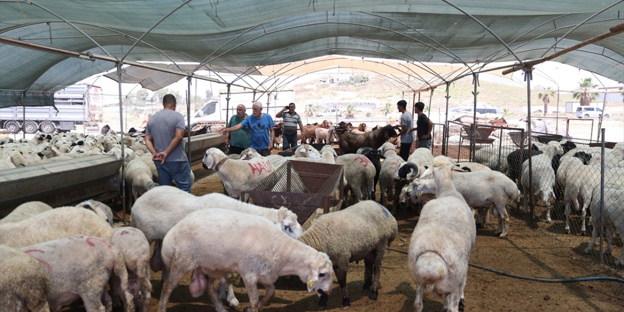 Mersin'deki hayvan pazarlarında bayram hareketliliği başladı