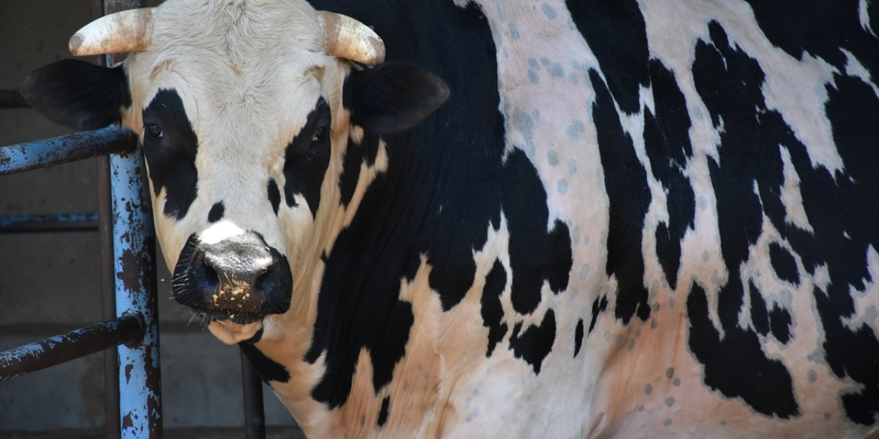 Ağırlıkları 5 tona yaklaşan "kurbanlık" 3 boğa, 1 milyon 200 bin liraya alıcısını bekliyor