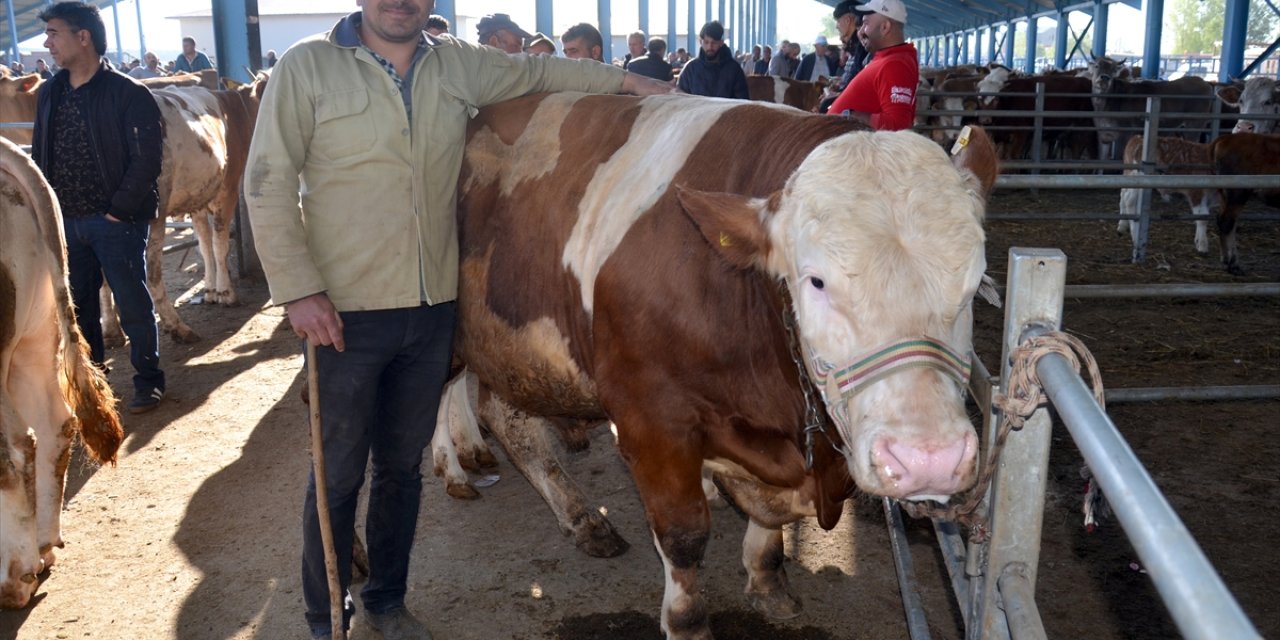 Kars'ta kurbanlık alışverişi hareketliliği