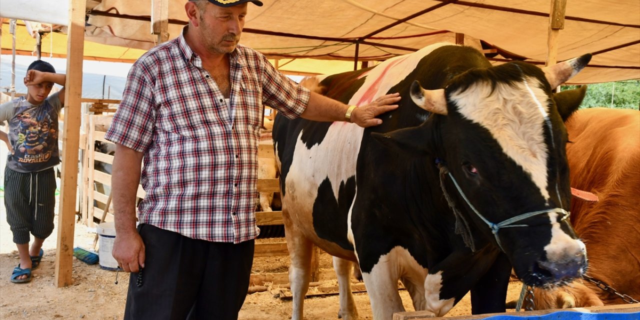 Kocaeli'de ağırlıkları yaklaşık 3 ton olan üç boğa toplam 680 bin liraya satıldı