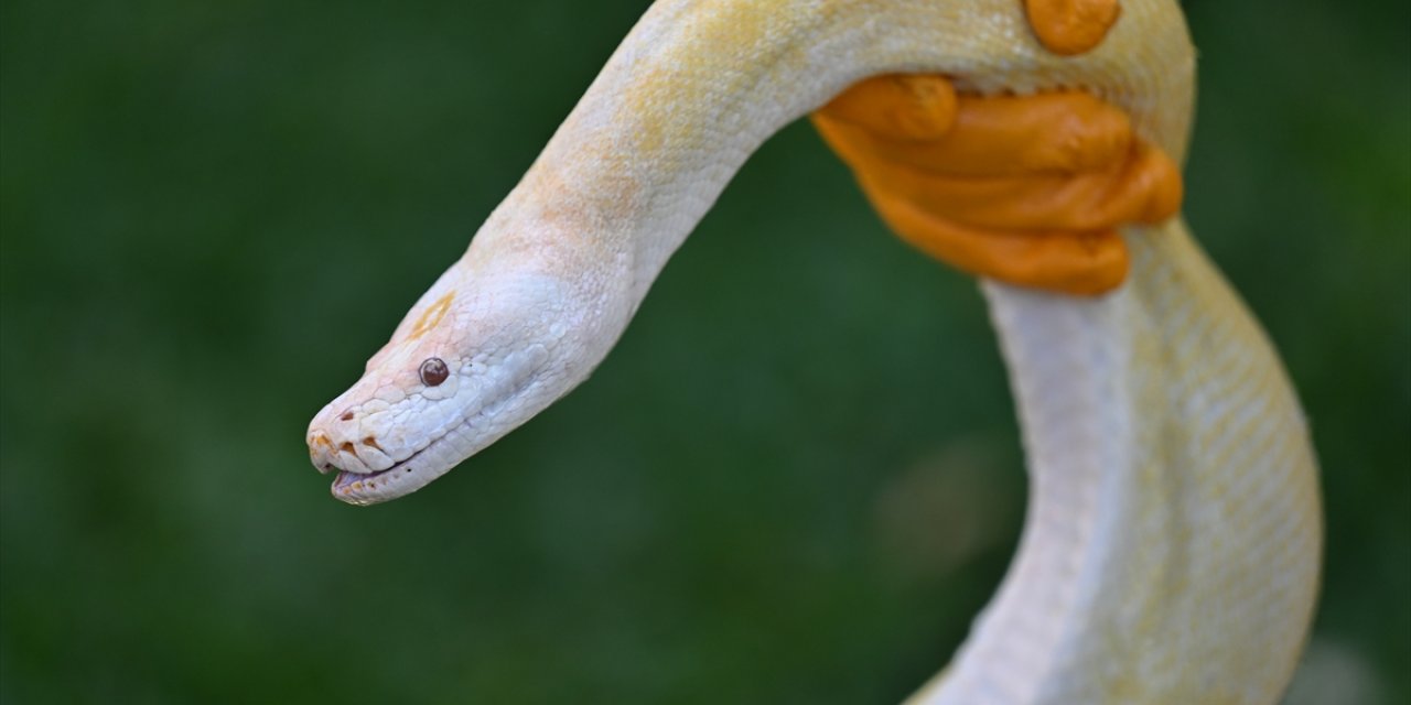 Antalya'da hayvanseverlerin yeni gözdeleri albino piton ve at