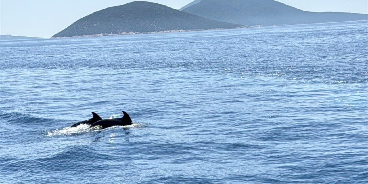 Bodrum açıklarında su yüzeyine çıkan iki yunus görüntülendi