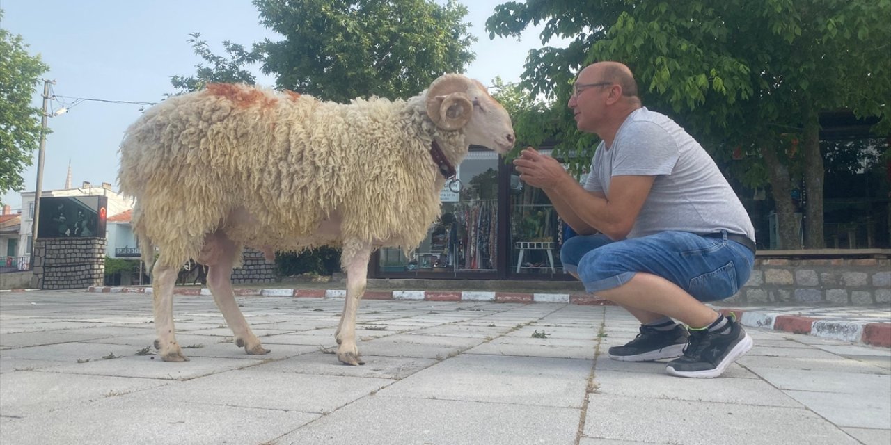 Kurban Bayramı'nın "en şanslı koçu" Ayvacık'ta