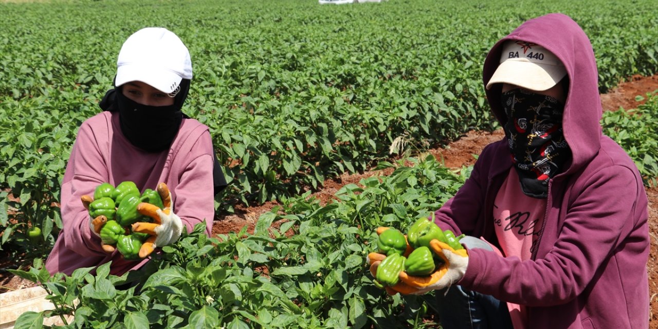 Kilis'te biber hasadı başladı