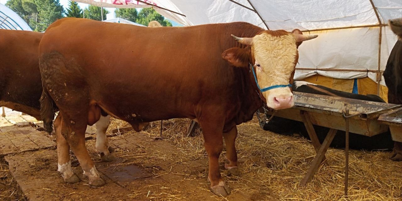 Düzce ve Zonguldak'ta ağırlıkları birer tona yaklaşan 2 kurbanlık, alıcı bekliyor