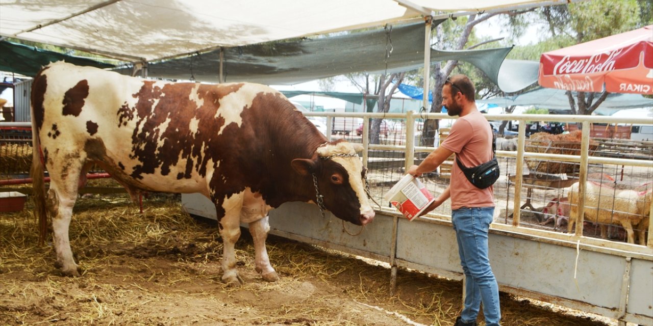 Balıkesir'de 1,4 tonluk kurbanlık dana 500 bin liradan satışa çıkarıldı