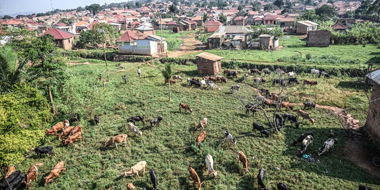 Sadece İnsan Derneği, Uganda'da Kurban Bayramı hazırlıklarını tamamladı