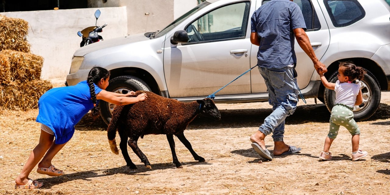 Tunus’ta kuraklıktan dolayı artan maliyet kurbanlık fiyatlarına yansıdı