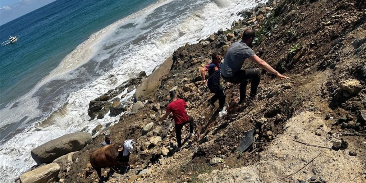 Zonguldak'ta kesime getirildiği sırada denize kaçan boğayı itfaiye ekipleri yakaladı