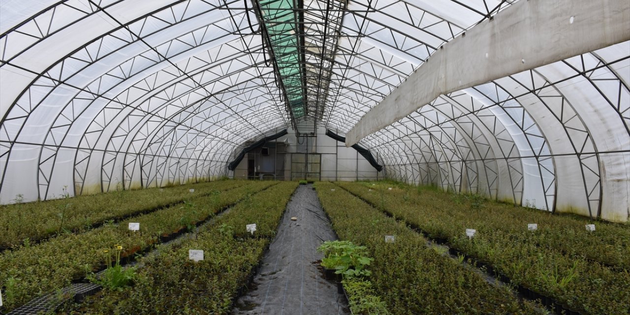 Trabzon'da 25 hektar alanda yetiştirilen fidan ve çiçekler toprakla buluşturulacak