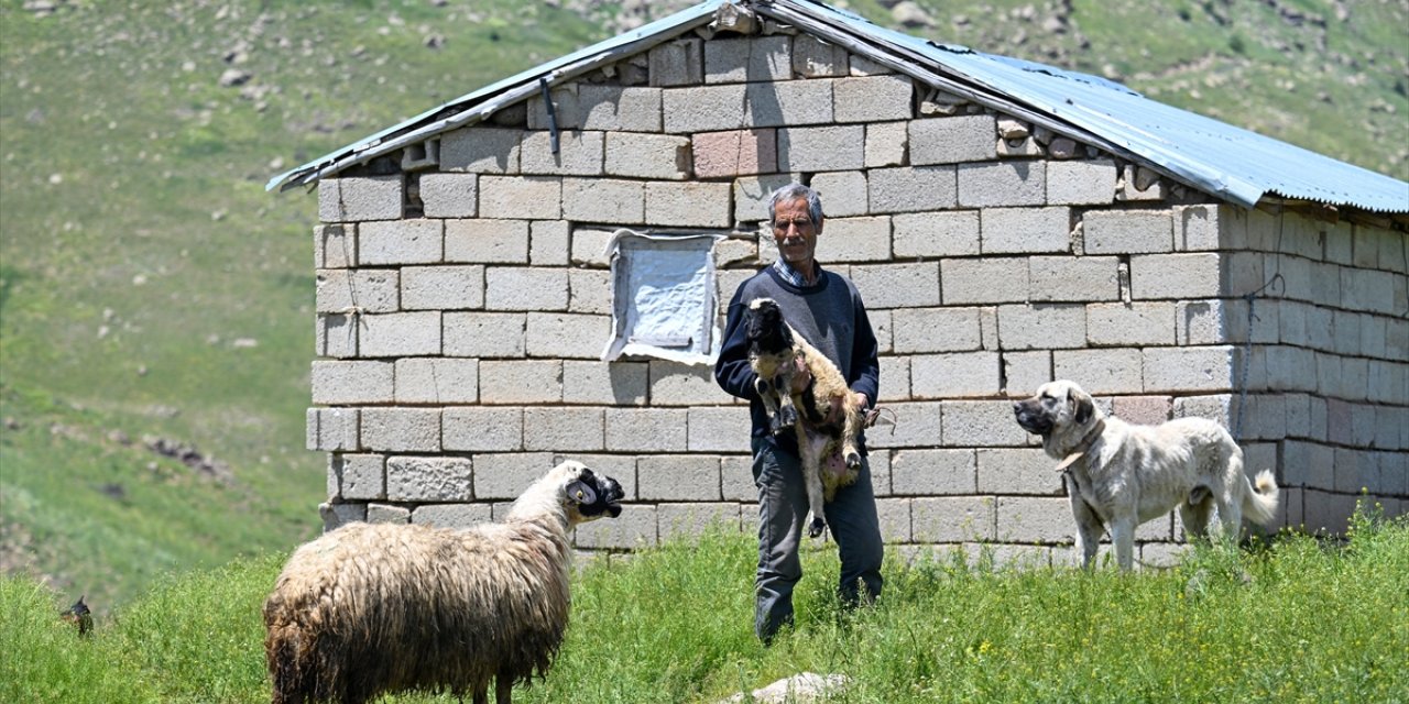 Vanlı besici 30 yıldır 2 bin 500 rakımdaki yaylada koyunlarına bakıyor