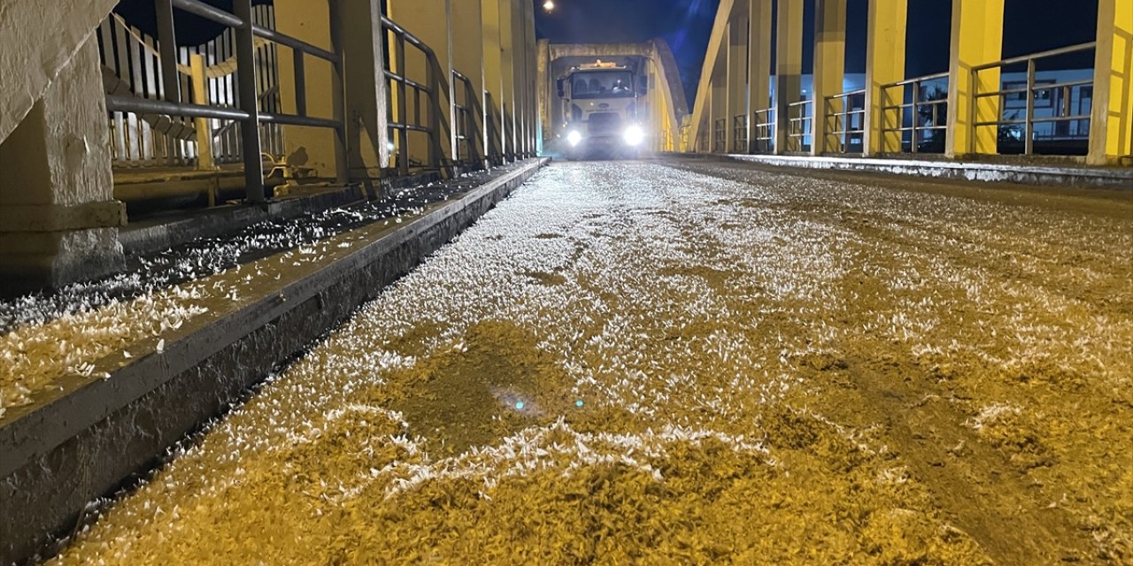 Sakarya'da birgün sineklerinin "ölüm uçuşu" başladı