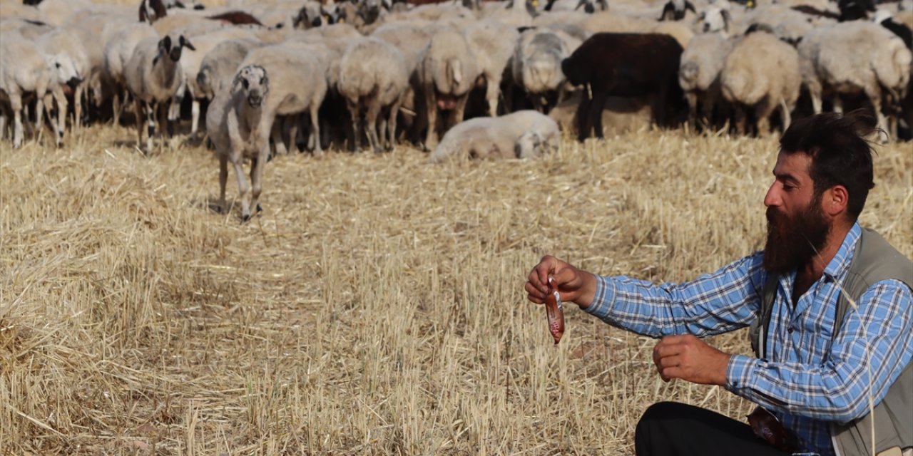 Şanlıurfalı çoban ile kek ve lahmacun yiyen koyunu "Gülçin"in gülümseten dostluğu