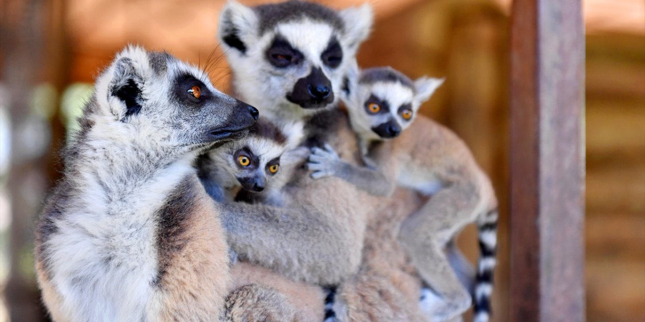 Tarsus Doğa Parkı'ndaki lemur ve sırtlan doğum yaptı