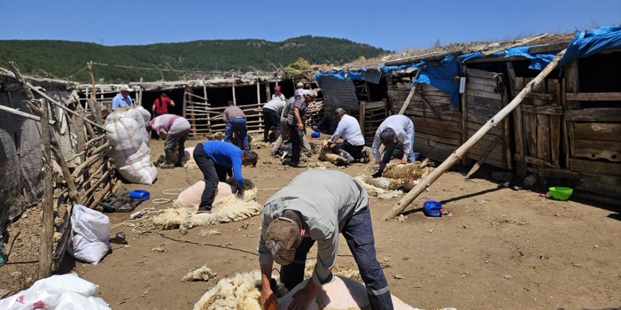 Manisalı besicilerin imece usulü "koyun kırkma" mesaisi sürüyor