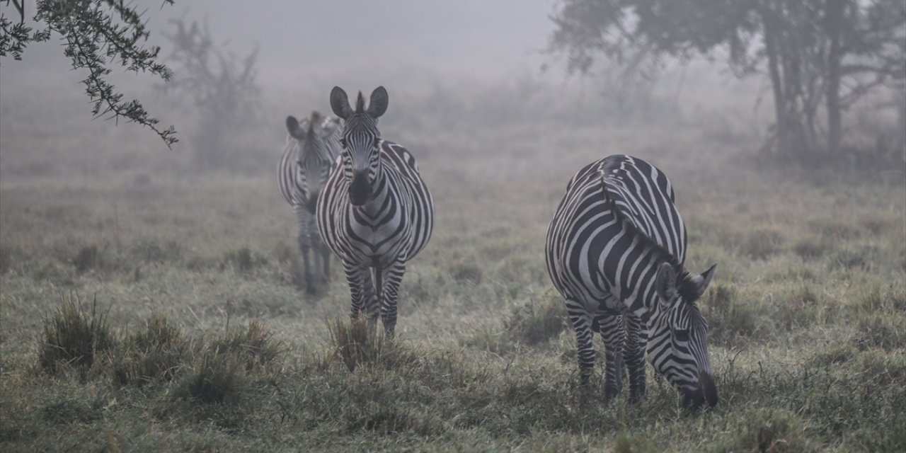 Uganda'nın vahşi yaşam parkları safari meraklılarını cezbediyor