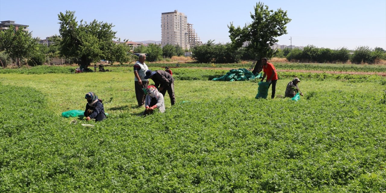 Kilis'te çiftçiler sıcak havaya rağmen üretime katkı sağlıyor