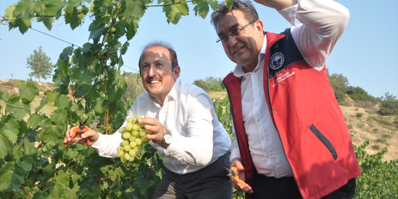 Mersin'deki "Tarım Kampüsü"nde yetiştirilen üzümler hasat edildi