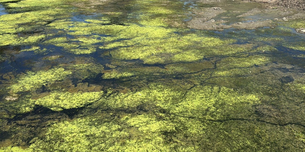 Tunca Nehri'nin yüzeyi yosun ve su mercimekleriyle "yeşile" büründü