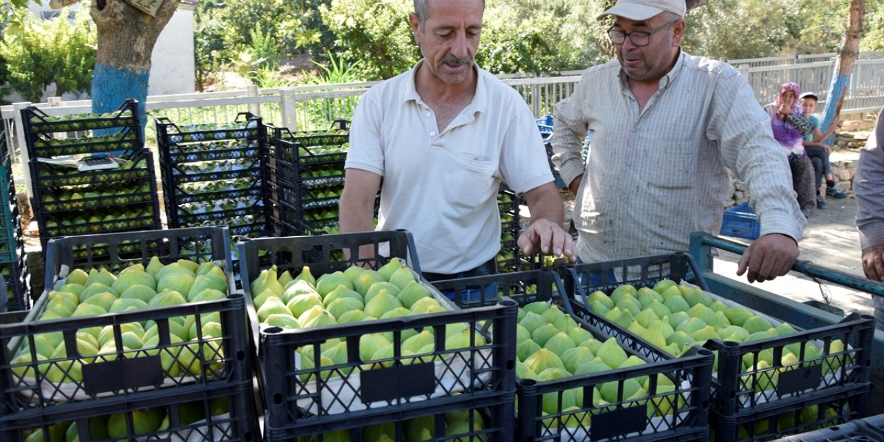 Manisa'da yediveren incirinin hasadı başladı