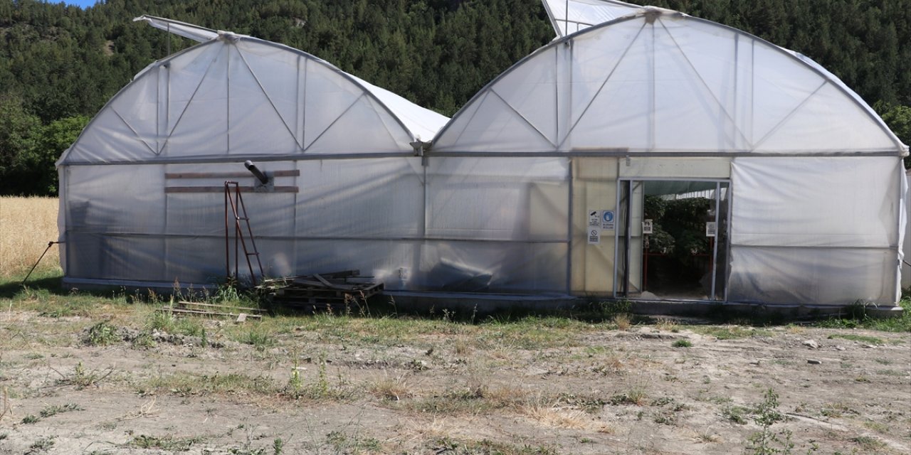 Gaziantep'ten Karabük'e yerleşen depremzede çiftçi, topraksız tarımla çilek üretiyor