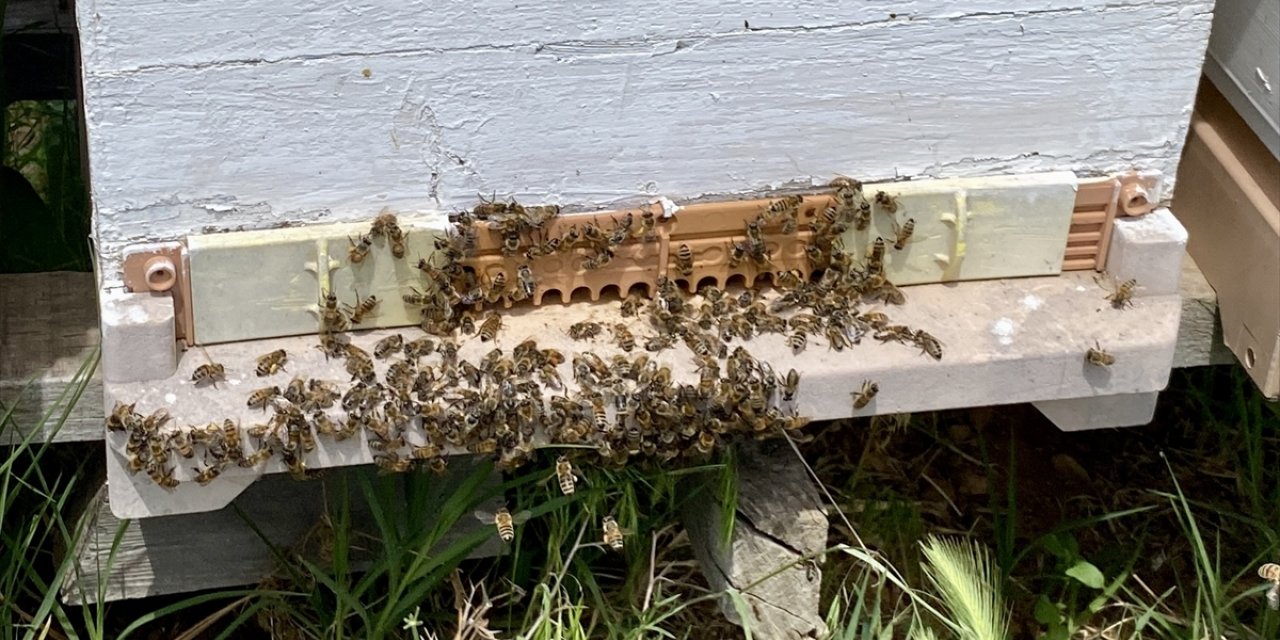 Nesli tükenme tehlikesi altındaki "Anadolu arısı" bozkırda yeniden çoğaltılıyor
