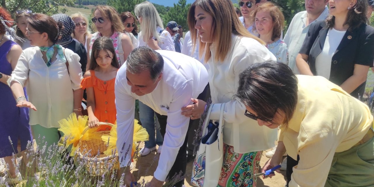 Ankara'da lavanta bahçesinde hasat şenliği düzenlendi